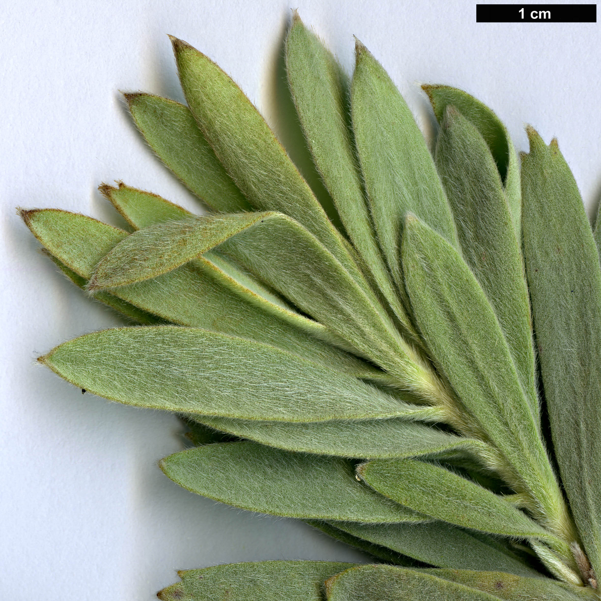 High resolution image: Family: Proteaceae - Genus: Leucospermum - Taxon: reflexum - SpeciesSub: var. reflexum